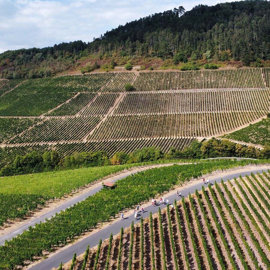 Blick über die Weinberge bei einem rö-Betriebsausflug.